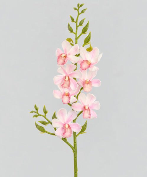 Orchidea cymb. 80cm  24/96
