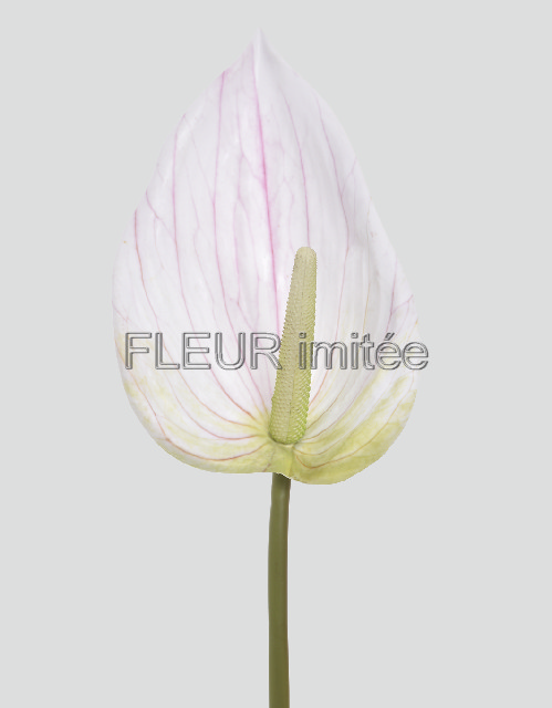 Anturie 86cm 24/192