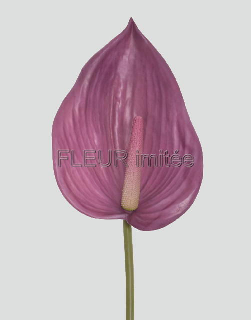 Anturie 86cm 24/192