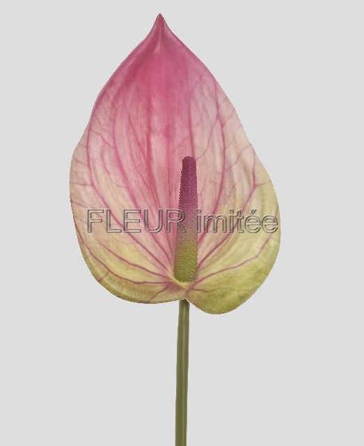Anturie 86cm 24/192