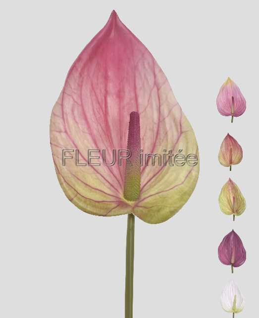 Anturie 86cm 24/192