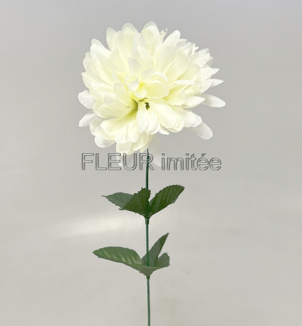 Chryzantéma  60/10cm  W00212/144