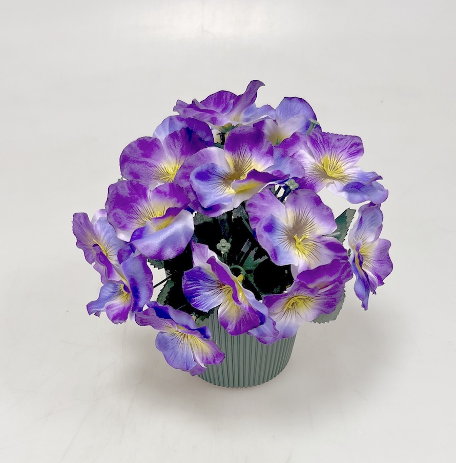 Maceška v květníku 22cm 