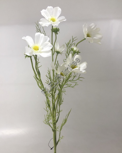 Cosmos x9 80cm 24/336