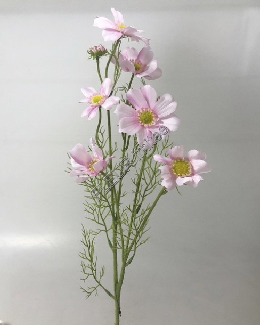 Cosmos x9 80cm 24/336