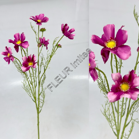 Cosmos x9 80cm 24/336