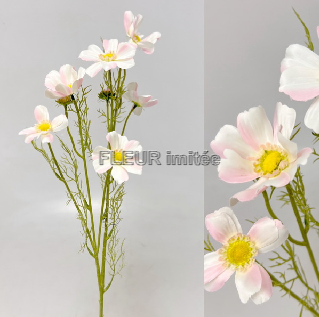 Cosmos x9 80cm 24/336