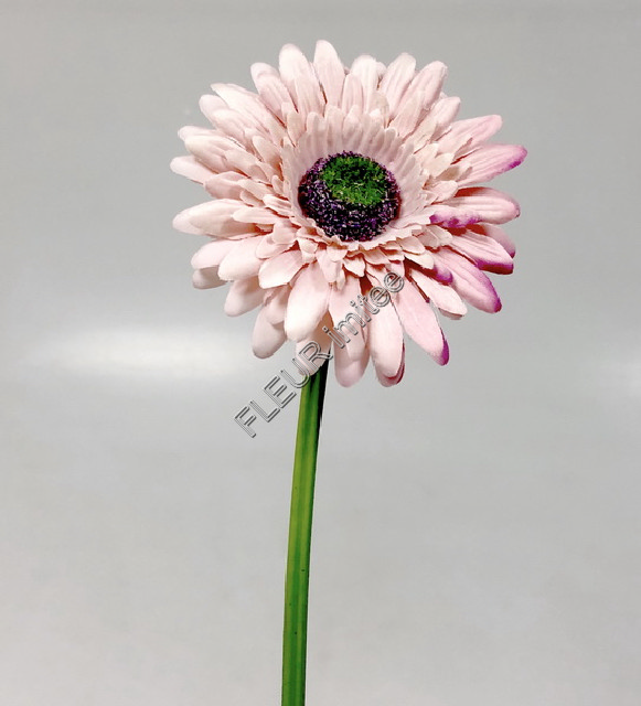 Gerbera 45cm   48/672