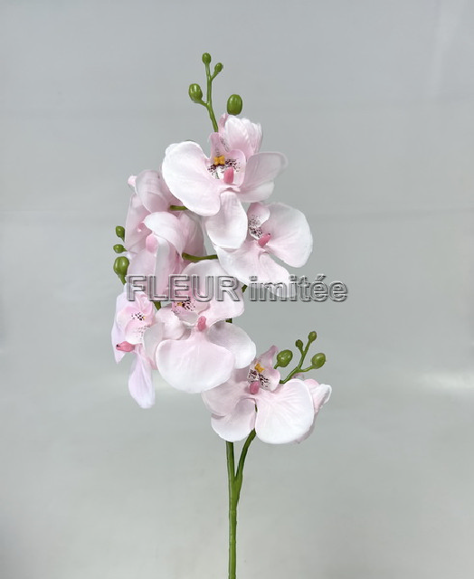 Orchidea x3  78cm 24/240