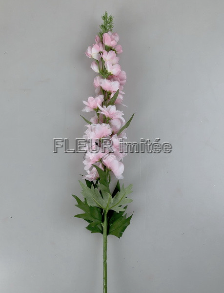 Delphinium 70cm S498  24/288