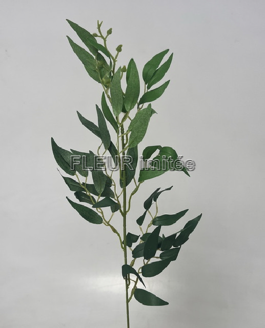 Ruscus 60cm 12/480