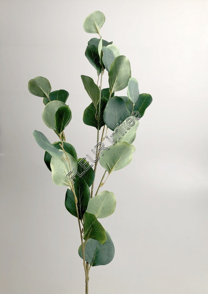 Eukalypt 75cm 24/240