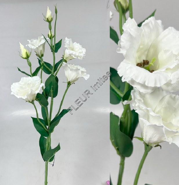 Eustoma x7 85cm S345  24/240