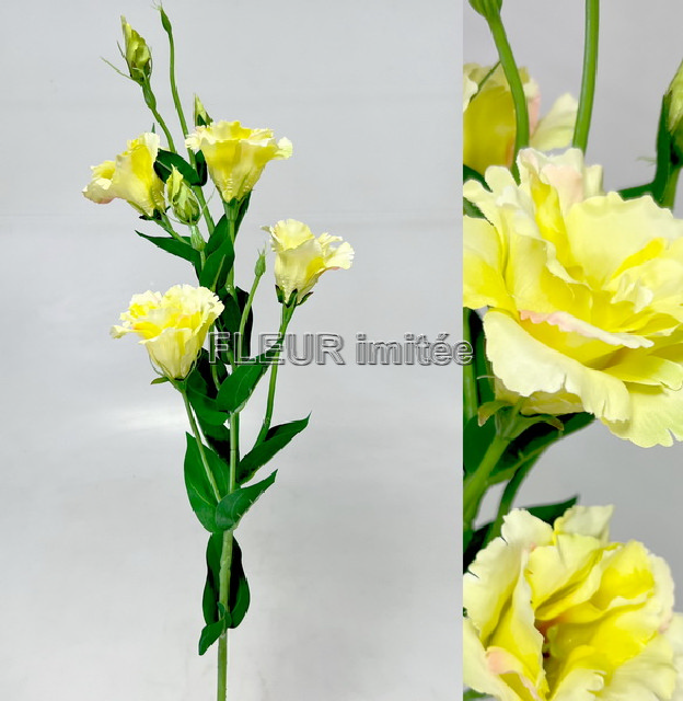 Eustoma x7 85cm S345  24/240