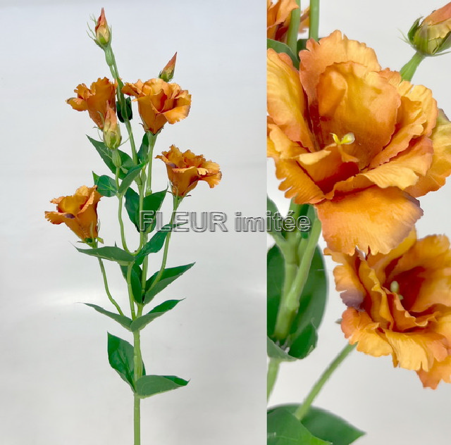 Eustoma x7 85cm S345  24/240