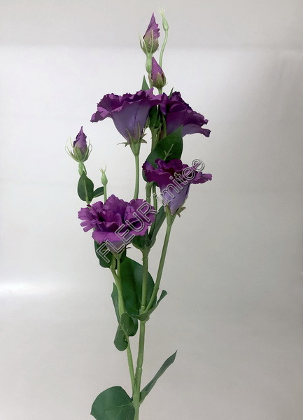 Eustoma x7 85cm S345  24/240