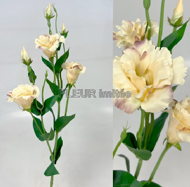 Eustoma x7 85cm S345  24/240