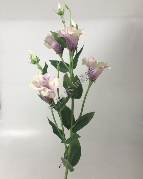 Eustoma x7 85cm S345  24/240