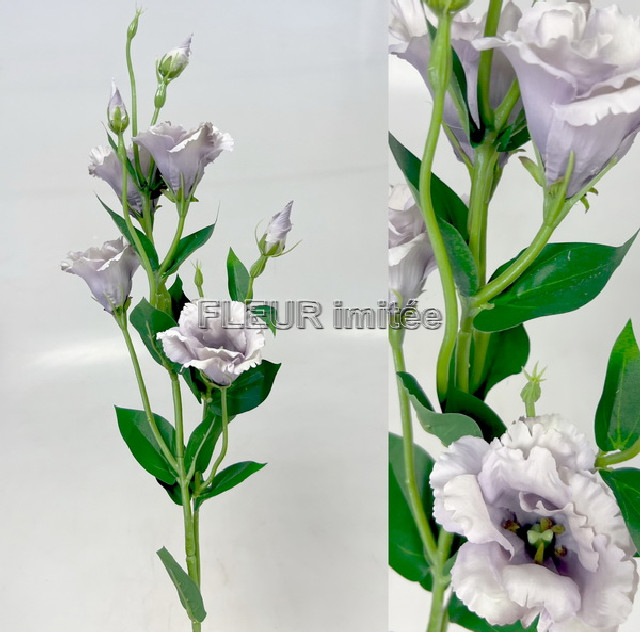 Eustoma x7 85cm S345  24/240