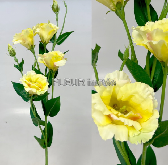 Eustoma x7 85cm S345  24/240