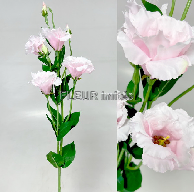 Eustoma x7 85cm S345  24/240