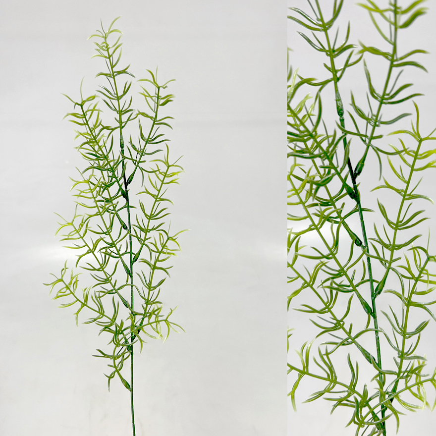 Asparagus 60cm 24/288/1440