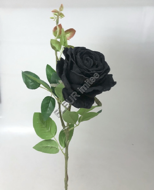 Růže LUISA  70cm 24/192