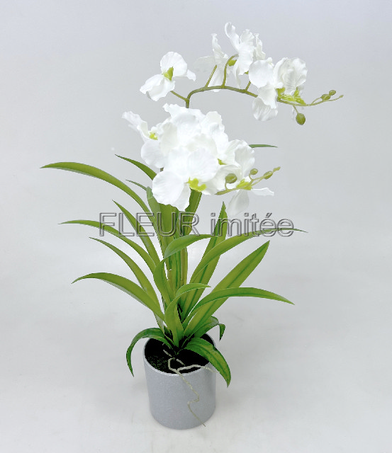 Orchidea Vanda 56cm 1/12