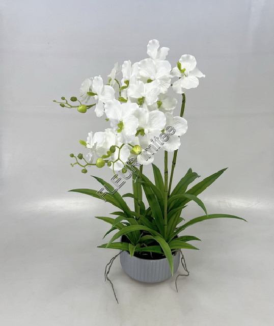 Orchidea Vanda 60cm v pl.obalu 1/6