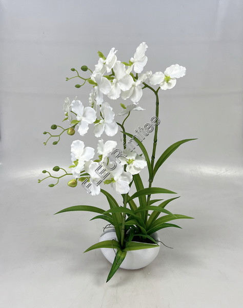 Orchidea Vanda 60cm v ker obalu 1/6