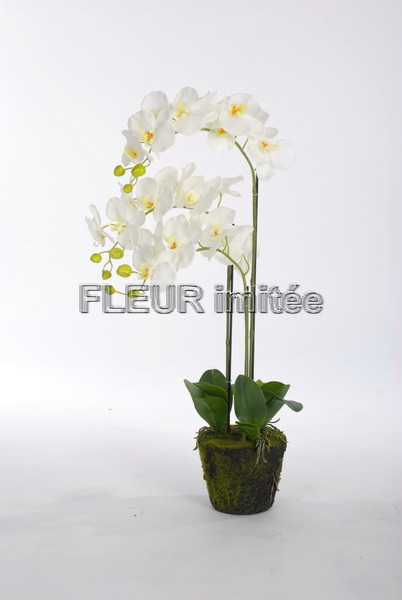 Orchidea v balu 80cm