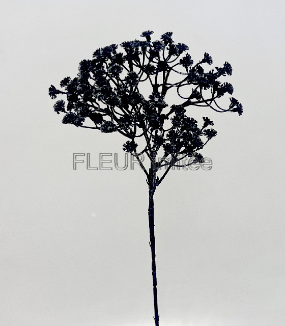 Gypsophila latex 60cm S455 12/96