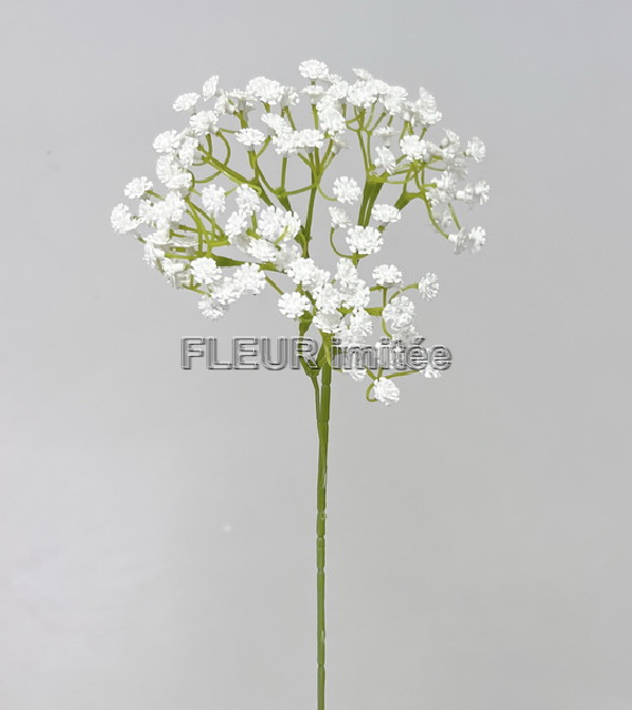 Gypsophila latex 60cm S455 12/96