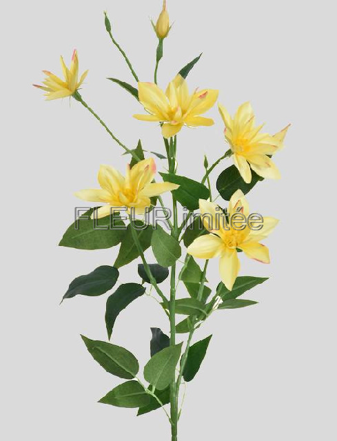 Clematis x7 82cm S508 36/360