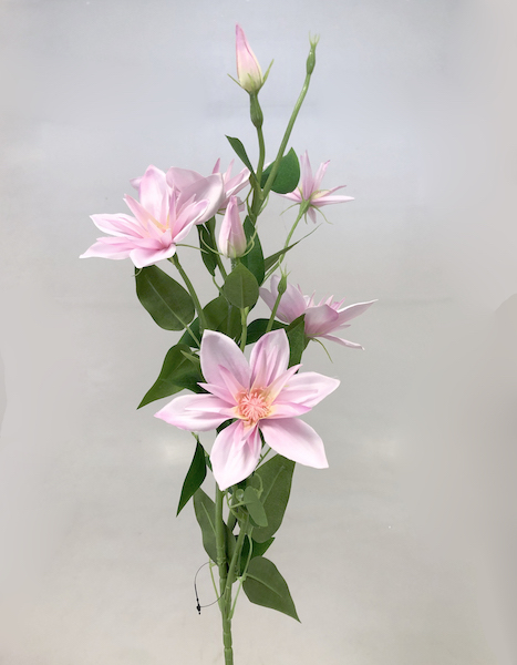 Clematis x7 82cm S508 36/360