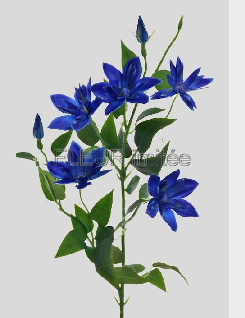 Clematis x7 82cm S508 36/360