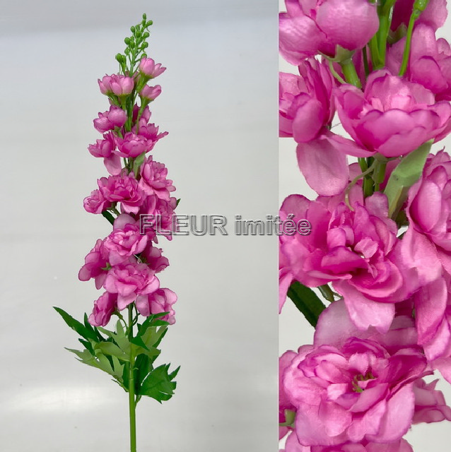 Delphinium 70cm S498  24/288