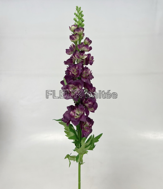 Delphinium 70cm S498  24/288