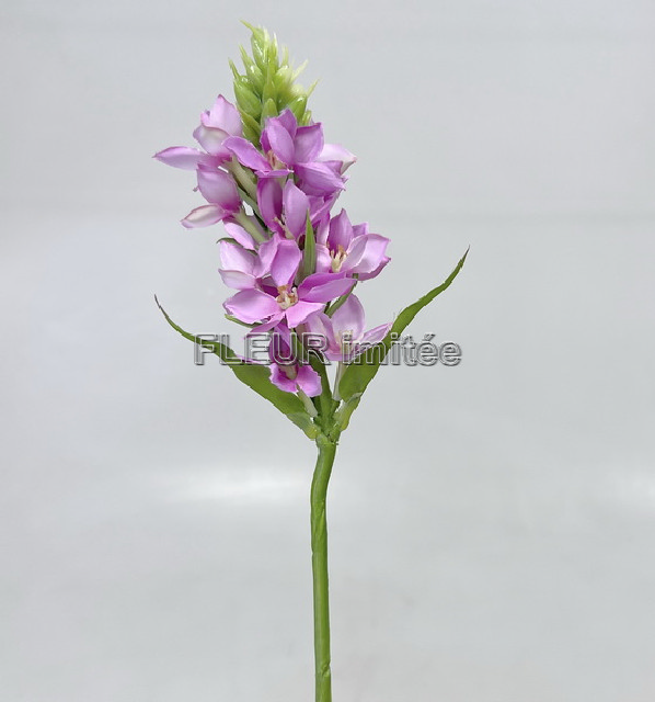 Ornitogalum 45cm 24/144