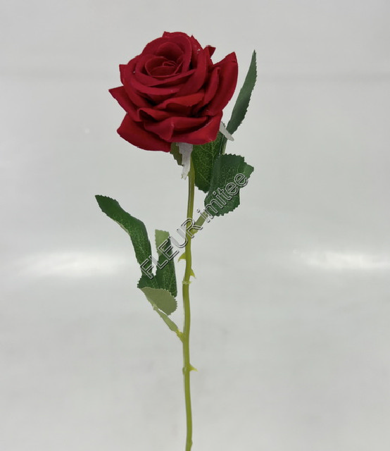 Růže x1 mini 50cm 12/120