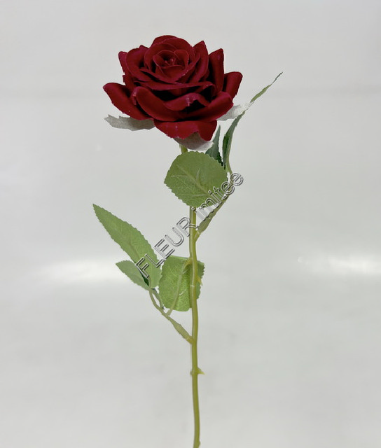 Růže x1 mini 50cm 12/120