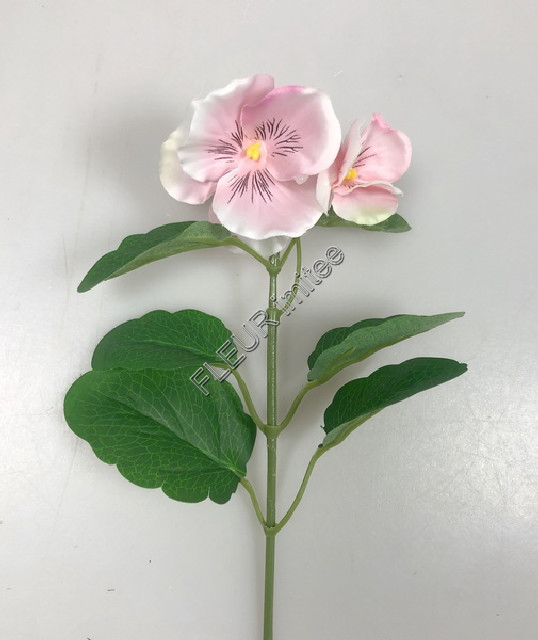 Maceška záp.20cm 12/240