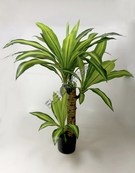 Dracena x4 95cm vč. květ. 1/4