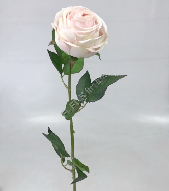 Růže Cabbage x1 70cm 12/480