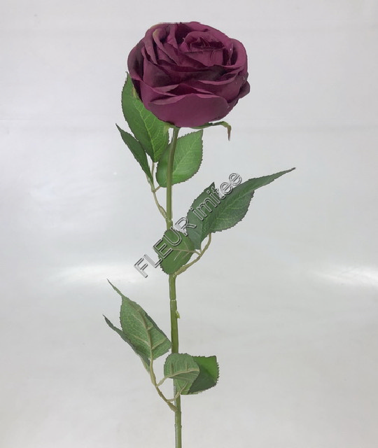 Růže Cabbage x1 70cm 12/480