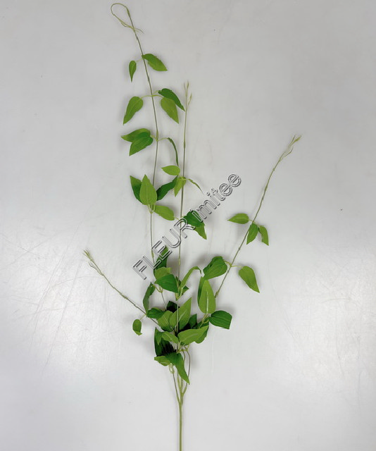 Eukalpt mini x3 70cm  6/144
