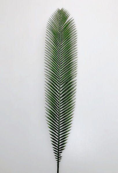 List Cycas  plast.70cm  12/