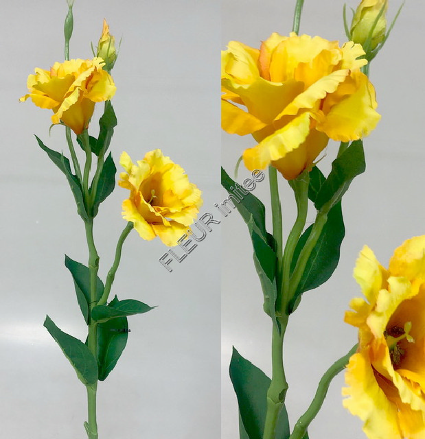 Eustoma x3 60cm S377  48/288