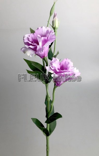 Eustoma x3 60cm S377  48/288