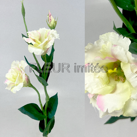 Eustoma x3 60cm S377  48/288